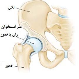 آناتومی